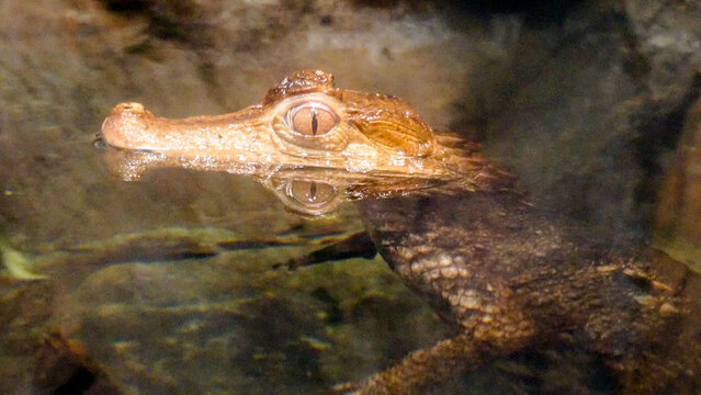 baby alligator in philadelphia zoo