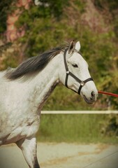 Obraz na płótnie Canvas Grey horse on a lunge line during a training in a riding club
