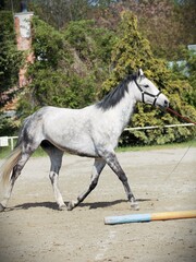 Obraz na płótnie Canvas Grey horse on a lunge line during a training in a riding club