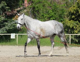 Grey horse on a lunge line during a training in a riding club