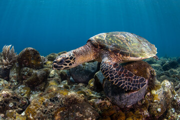 Obraz premium Hawksbill Turtle - Eretmochelys imbricata. Sea life of Tulamben, Bali, Indonesia.