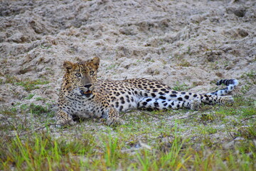 female leopard resting on a sandy ground