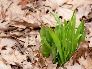 young green early bloomer leaves breaking through old foliage
