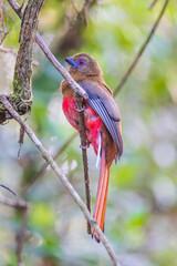 Red-headed trogon, beautiful bird on  the branch of the tree.