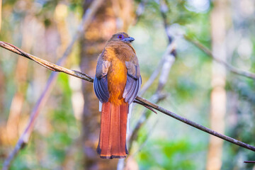 Red-headed trogon, beautiful bird on  the branch of the tree.