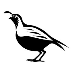 Quail vector clipart