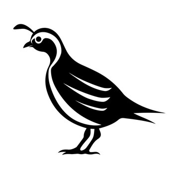 Quail Vector Clipart