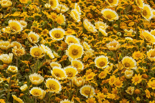 Coastal Tidytips and California Goldfields in-bloom at Mori Point, Pacifica, California, USA.