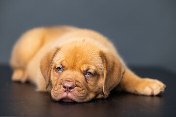French Mastiff Puppy
