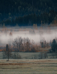Fog in the Marsh