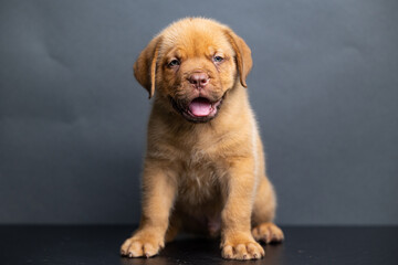 French Mastiff Puppy