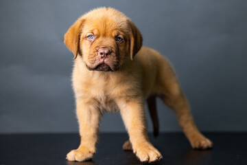 French Mastiff Puppy