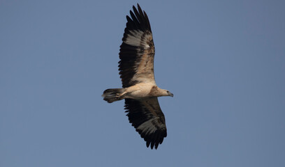 White bellied sea eagle in flight