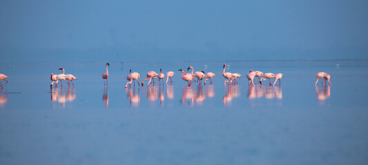 A flock of lesser flamingos are standing in the water.
