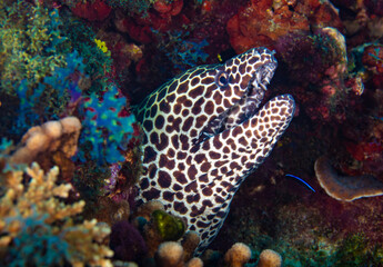 Honeycomb moray eel