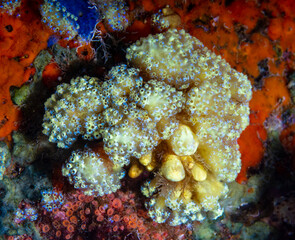 Ascidians