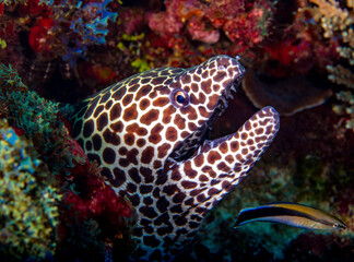Fototapeta na wymiar Honeycomb moray eel