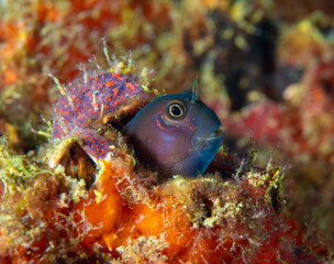 Blenny