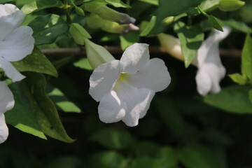 Beautiful White Color Getapichcha Flowers