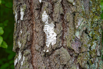 Irchel park at City of Zürich with close-up of tree trunk of birch tree on a cloudy spring morning. Photo taken May 9th, 2023, Zurich, Switzerland.