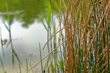 Scenic view of pond with reed at public park named Irchel at City of Zürich on a cloudy spring morning . Photo taken May 9th, 2023, Zurich, Switzerland.