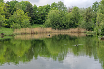 Fototapeta na wymiar Scenic view of pond with reed and trees at public park named Irchel at City of Zürich on a cloudy spring morning . Photo taken May 9th, 2023, Zurich, Switzerland.