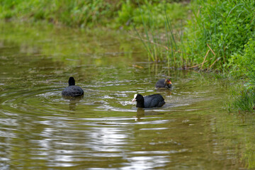 Pond at public park named Irchel with swimming coot duck family. Photo taken May 9th, 2023, Zurich, Switzerland.