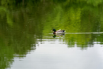 Pond at public park named Irchel with swimming male mallard duck. Photo taken May 9th, 2023, Zurich, Switzerland.