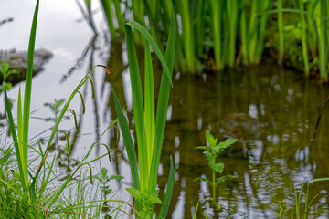Irchel park at City of Zürich with close-up of grass at border of pond on a cloudy spring morning. Photo taken May 9th, 2023, Zurich, Switzerland.