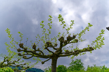 Beautiful blooming tree at park of University of Zürich Irchel Campus on a cloudy spring day. Photo taken May 9th, 2023, Zurich, Switzerland.