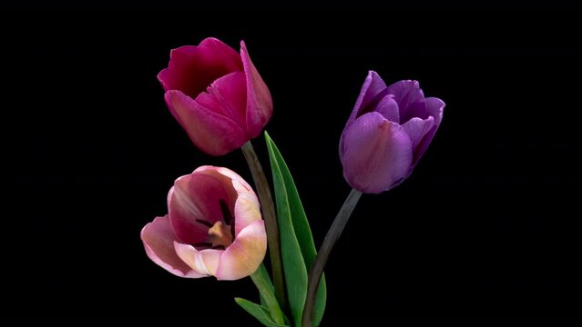 Timelapse of pink tulip flowers blooming on black background. Wedding backdrop, Valentine's Day concept. Mother's day, Holiday, Love, birthday