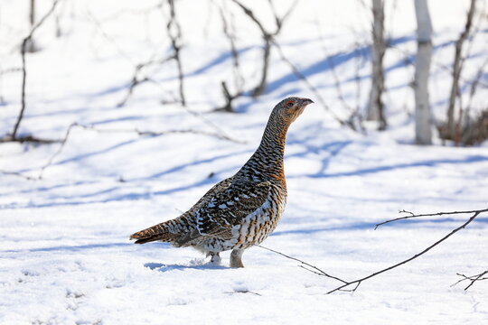 Tetrao urogallus. Female capercaillie in the Arctic forest tundra of Russia