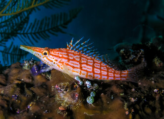 Hawkfish