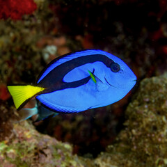 Blue tang