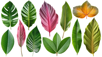 Collection of various tropical leaves on transparent background, Generative AI