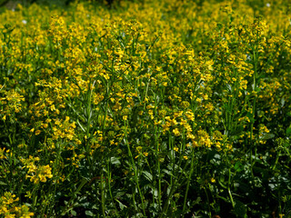Many small yellow meadow buttercup flowers with green leaves background. Full frame and top view of wildflowers in spring.     