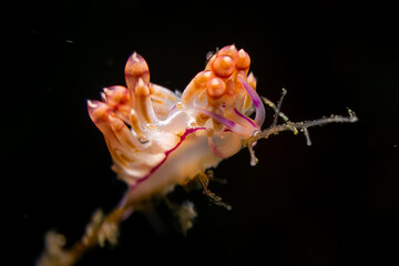 Flabellina rubrolineata - Komodo Nationalpark © Andi K