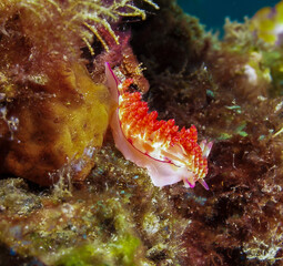 Nudibranch