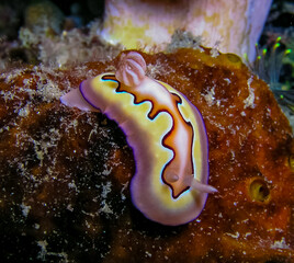 Nudibranch