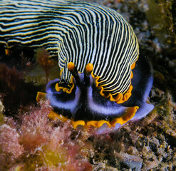Nudibranch