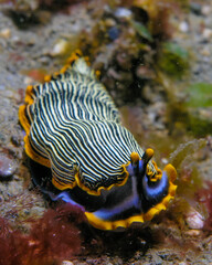 Nudibranch