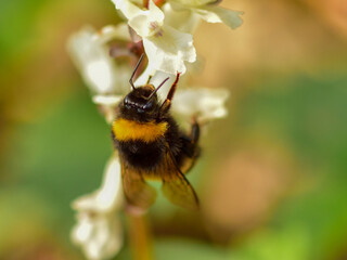 Macro of a bumblebee, black-yellow bee on a white flower in spring
