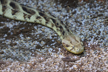Puffotter / Puff adder / Bitis arietans