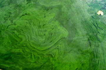 Green wave dirty water, dirty algae.Dirty sea, environmental problem of environmental pollution. Toxic decaying algae. Ecologic tragedy