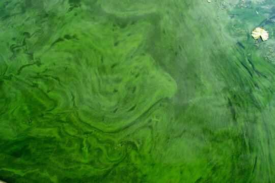 Green wave dirty water, dirty algae.Dirty sea, environmental problem of environmental pollution. Toxic decaying algae. Ecologic tragedy