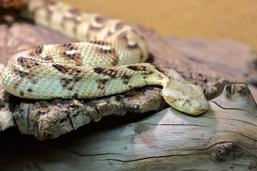 Puffotter / Puff adder / Bitis arietans