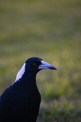 Australian Magpie