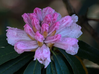Closeup of a single flower of Rhododendron arboreum in a garden in Spring