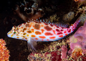Hawkfish