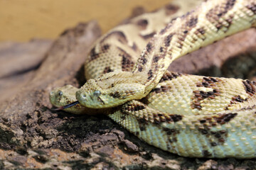 Puffotter / Puff adder / Bitis arietans